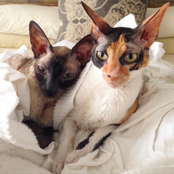 Phineas and Zelda, Cornish Rex cats, warm laundry